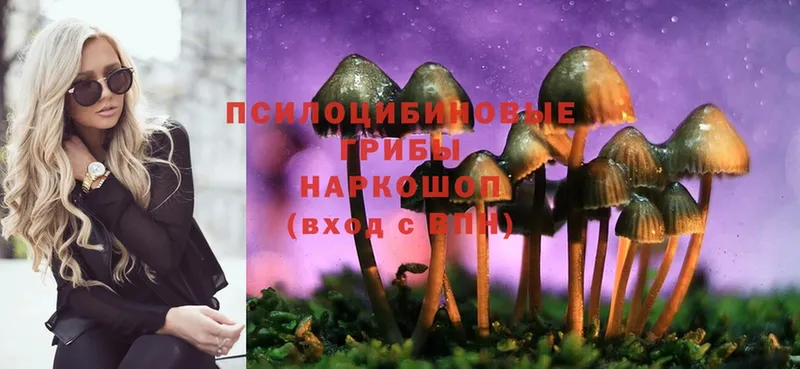 mega как войти  Любань  Псилоцибиновые грибы Psilocybe 